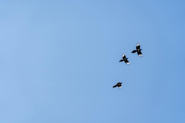 Résultats étonnants de la rhinoplastie avant après ultrasonique